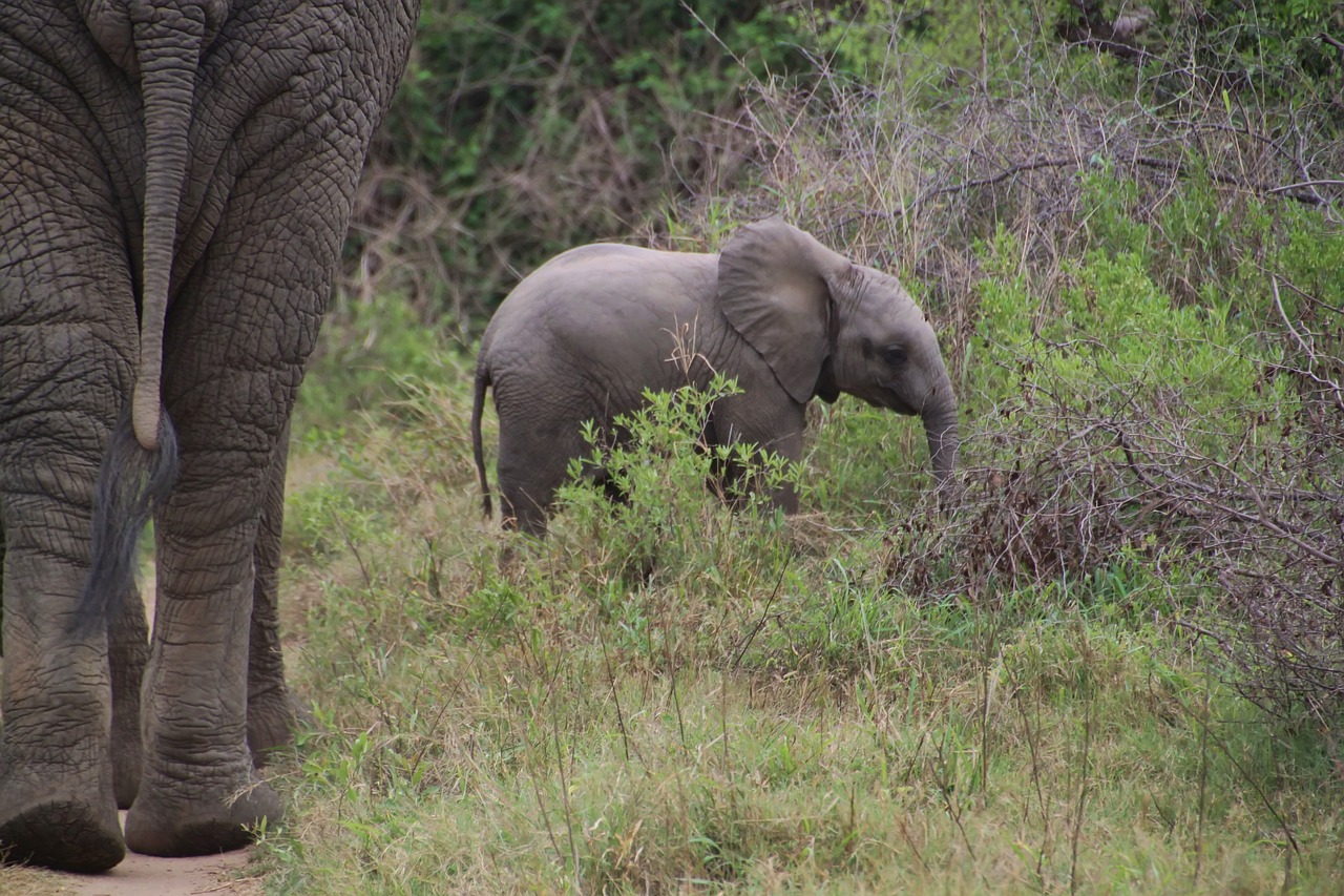 Elephant, african bush elephant, national park — Casino Site Promotions: Are They Worth It?