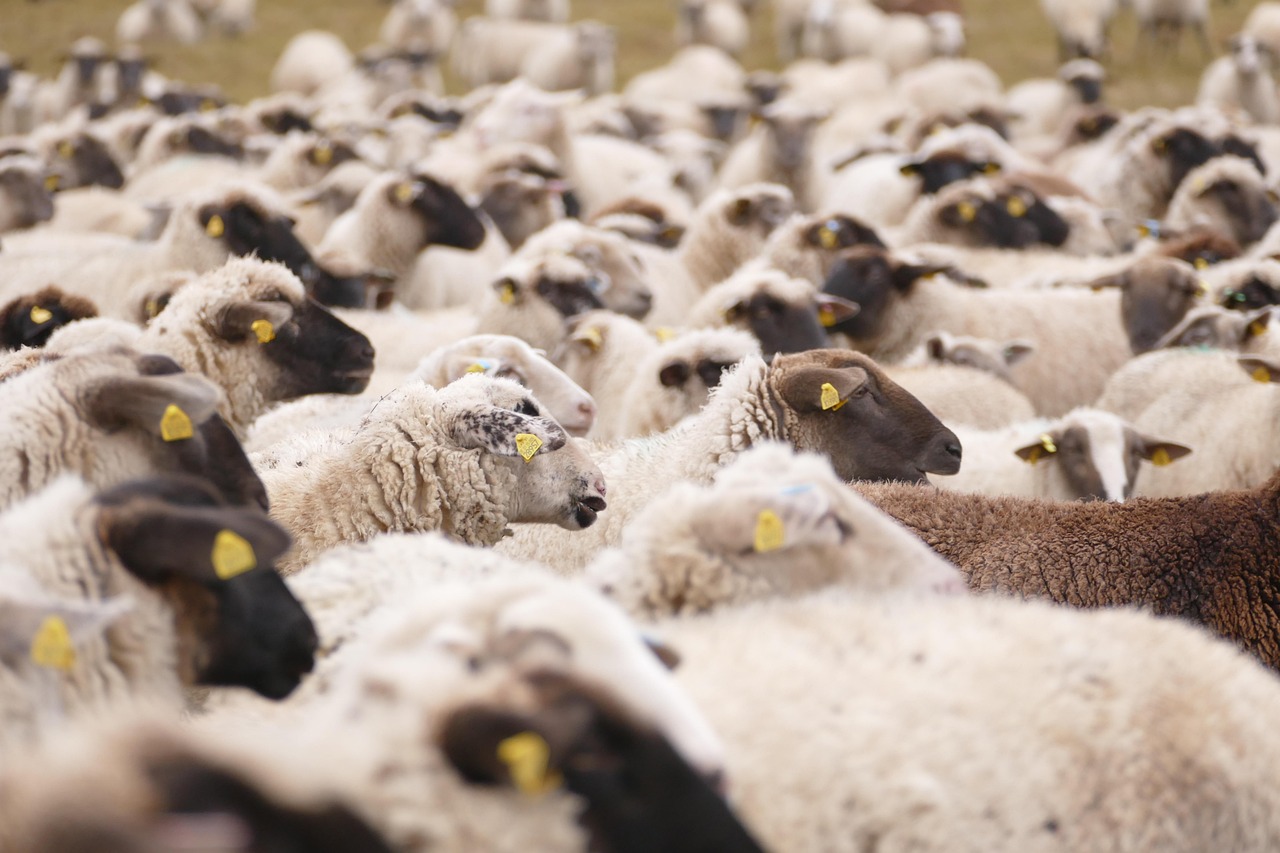 Sheeps, animals, mammals — Understanding the Appeal of Online Casino Direct Websites