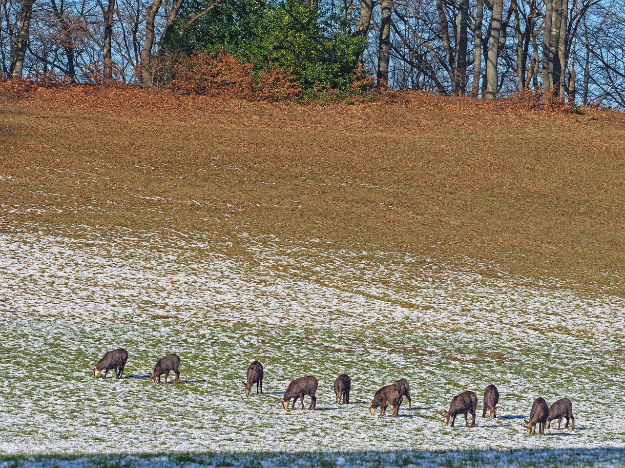 Chamois, wild animal, game viewing — Why MPO007 Login Provides a Seamless Gaming Experience on Any Device
