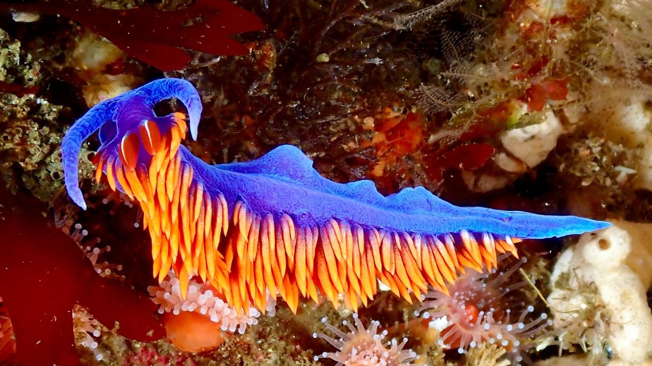 New Sea Slug Discovery: The Right Way to Find Wonders