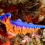 new sea slug discovery