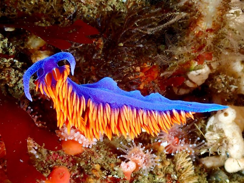 new sea slug discovery